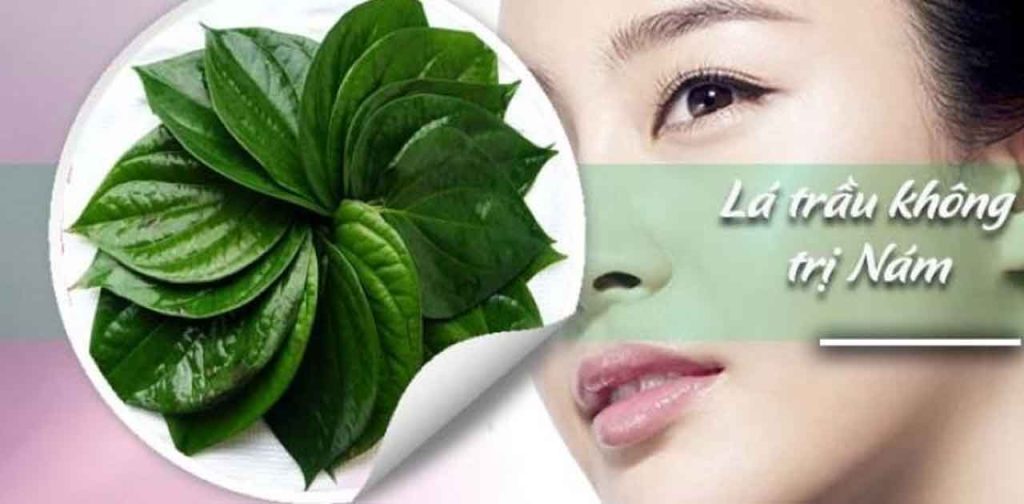 Trị nám bằng lá trầu không hiệu quả