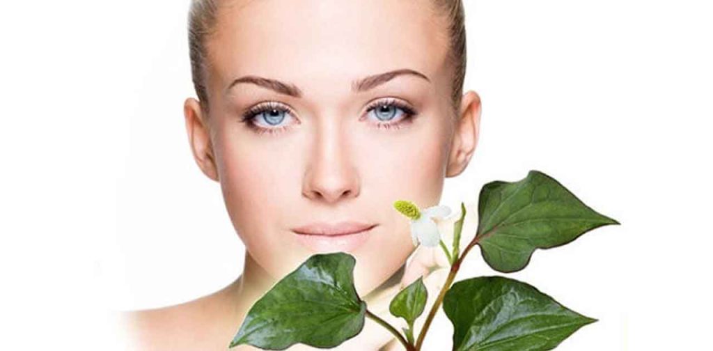 Trị nám bằng rau diếp cá đơn giản tại nhà