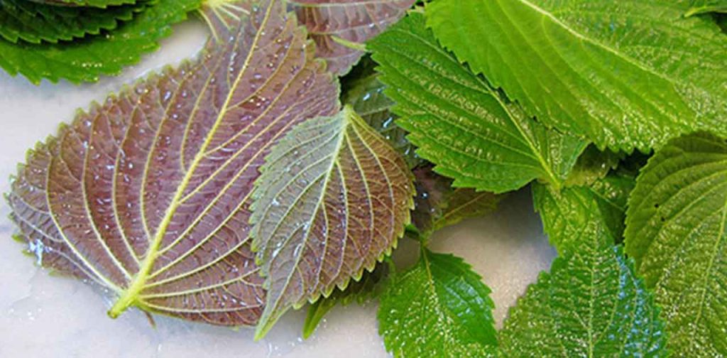 Lá tía tô trị tàn nhang hiệu quả