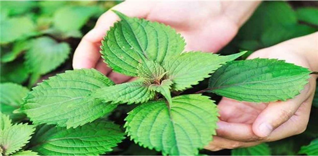 Trị tàn nhang ngay tại nhà với lá tía tô